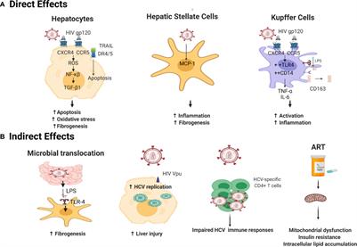 A Tale of Two Viruses: Immunological Insights Into HCV/HIV Coinfection